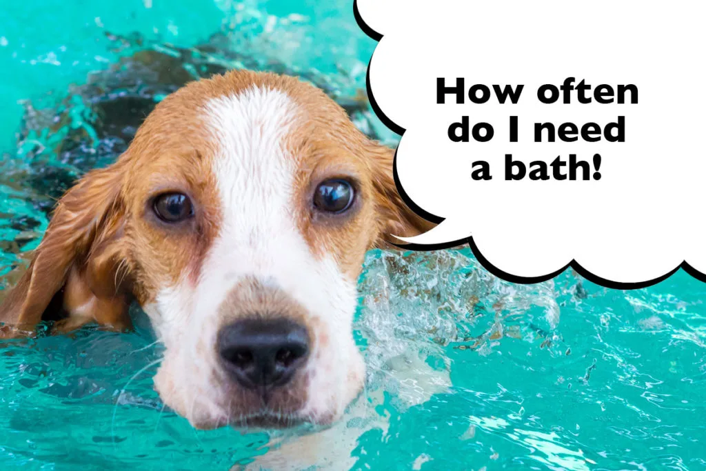 Beagle swimming in water with a speech bubble that says 'How often do I need a bath?'