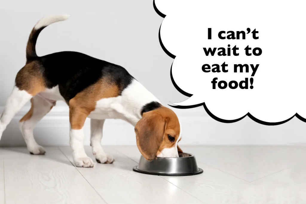 Beagle on a grey background eating dog food from a dog bowl with a speech bubble that says 'I can't wait to eat my food!'