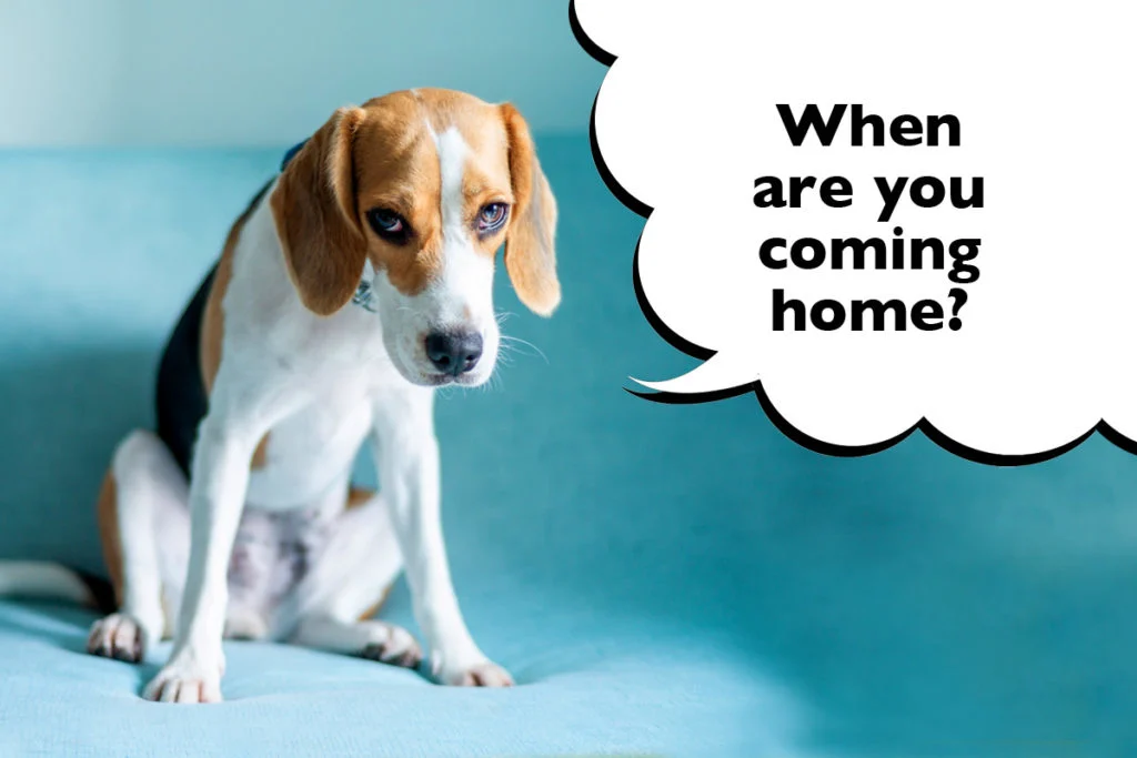 Sad looking Beagle on a blue background with a speech bubble that says 'When are you coming home?'