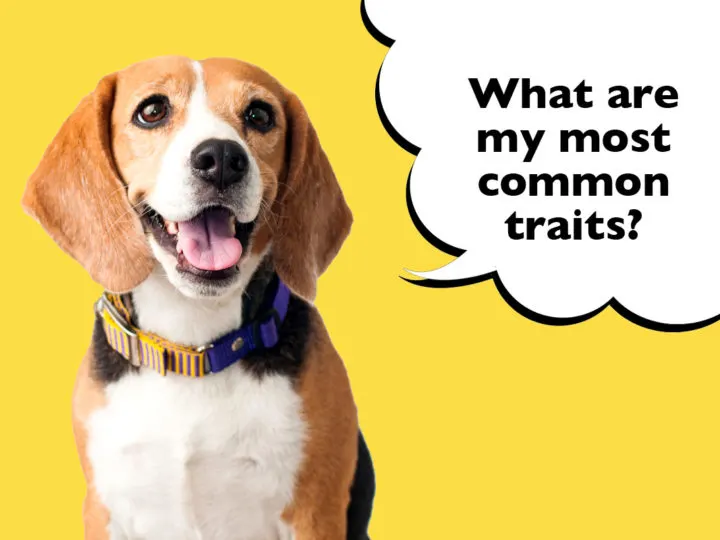 Most Common Beagle Traits
