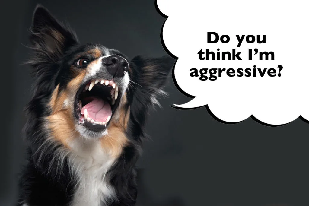 Border collie barking on a black background with a speech bubble that says 'do you think I'm aggressive?'