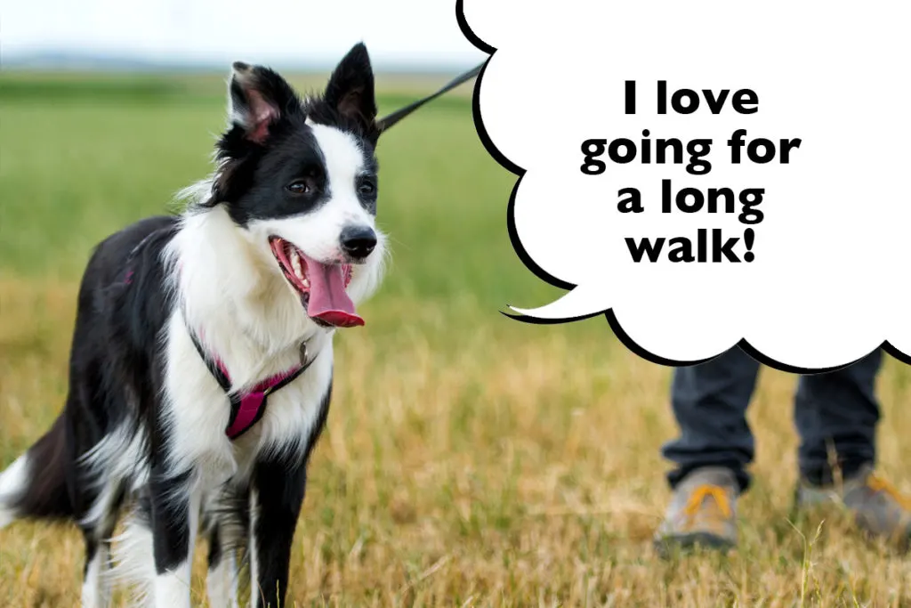 Border Collie out on a walk with a speech bubble that says 'I love going  for a long walk!'