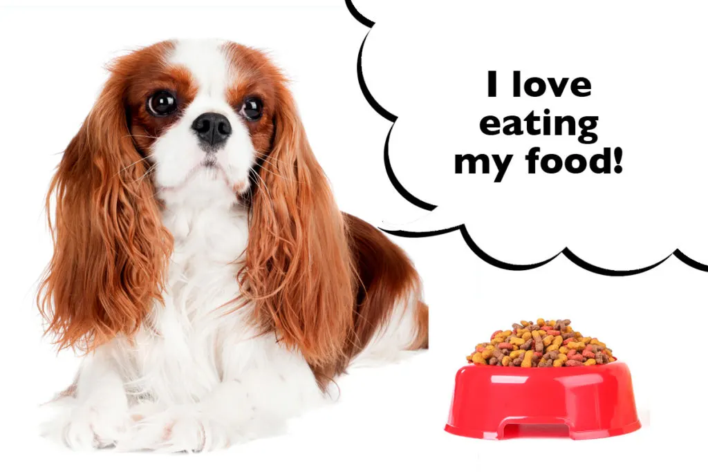 Cavalier King Charles Spaniel on a white background next to a dog bowl filled with food with a speech bubble that says 'I love eating my food!'