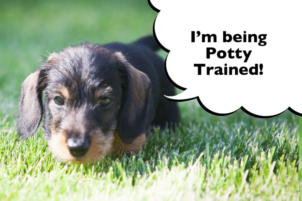 Puppy sniffing through the grass with a speech bubble that says 'I'm being potty trained'.