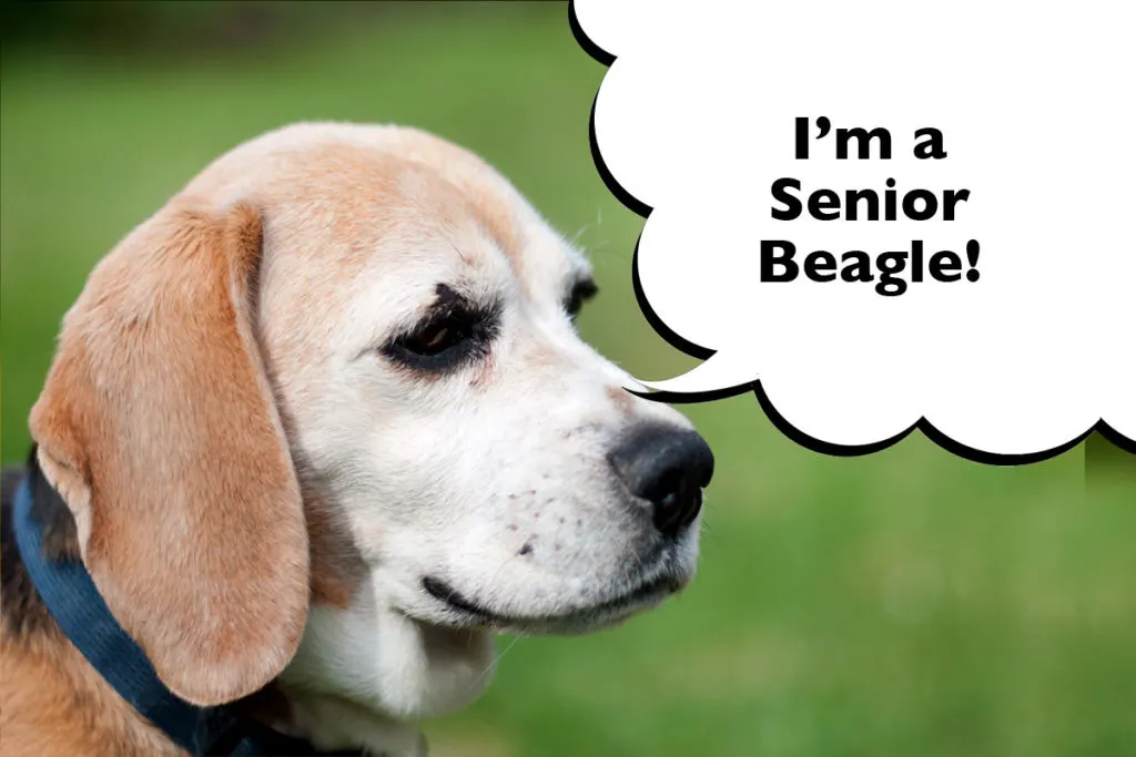 Close up on the face of Senior Beagle with a speech bubble that says 'I'm a Senior Beagle'