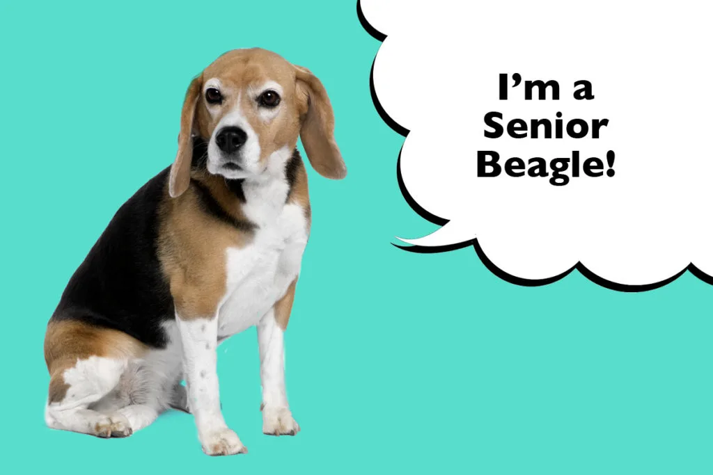 Senior Beagle sat on a cyan blue background with a speech bubble that says 'I'm a Senior Beagle'