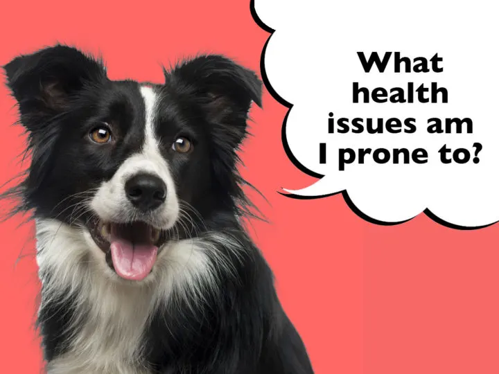 What Health Problems Are Border Collies Prone To? Border Collie on a red background with a speech bubble that says 'What health issues am I prone to?'