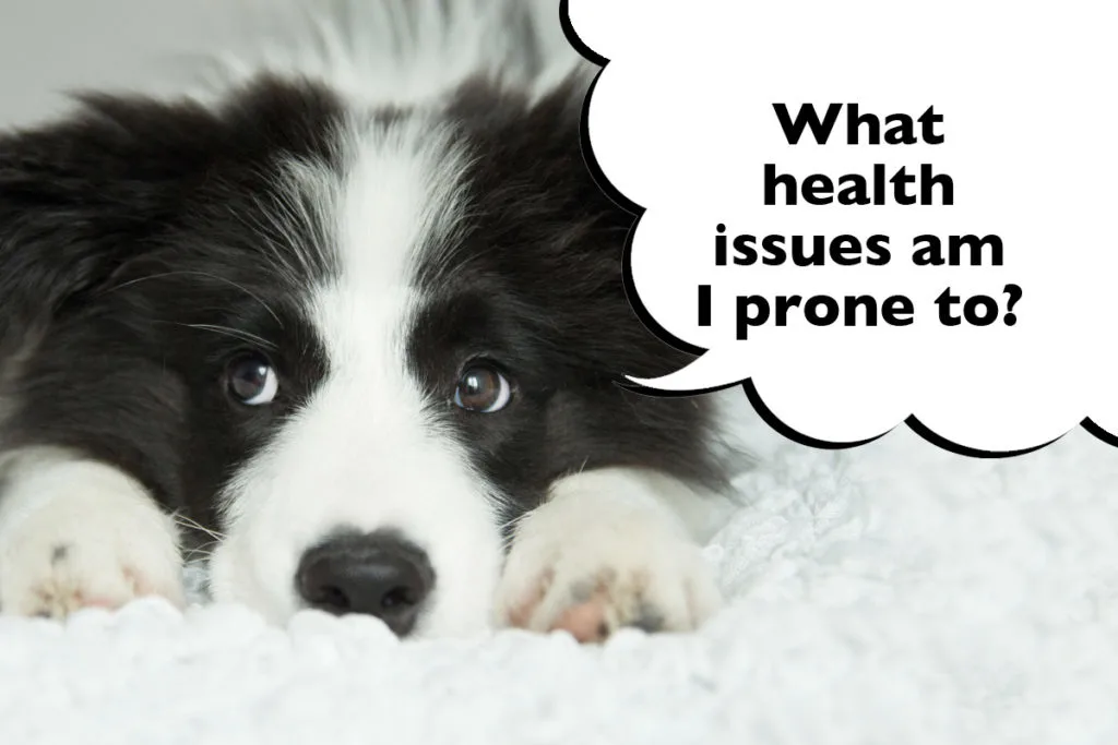 Border Collie puppy laying down on a textured white blanket with a speech bubble that says 'What health issues am I prone to?'