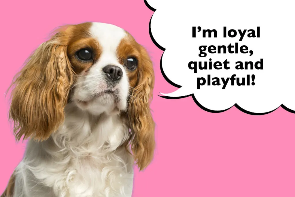 Cavalier on a pink background with a speech bubble that says 'I'm loyal, gentle, quiet and playful!'.