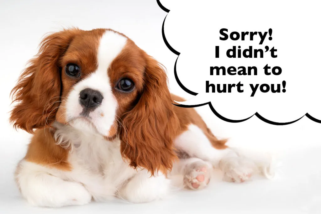 Cavalier King Charles Spaniel puppy laying on a white background with a speech bubble that says 'Sorry! I didn't mean to hurt you!'