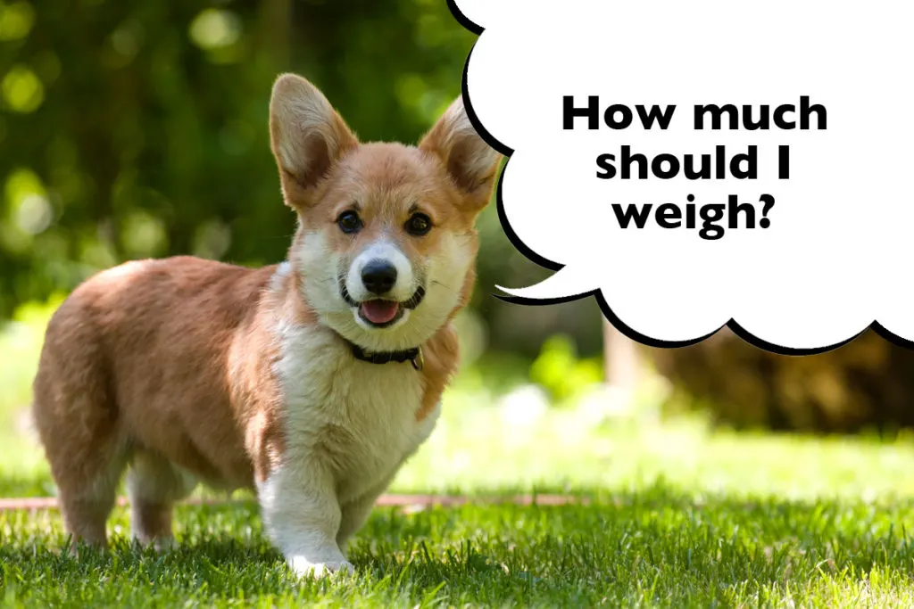 Pembroke Welsh Corgi standing on the grass with a speech bubble that says 'How much should I weigh?' 