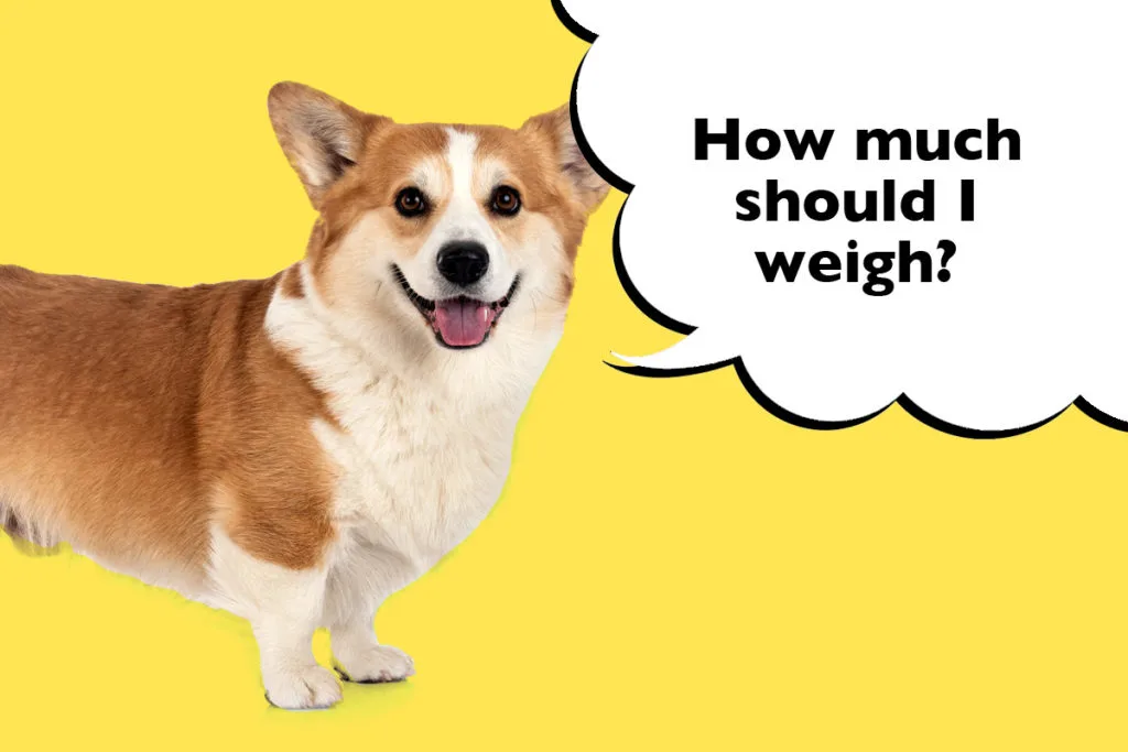 Pembroke Welsh Corgi standing on a bright yellow background with a speech bubble that says 'How much should I weigh?' 