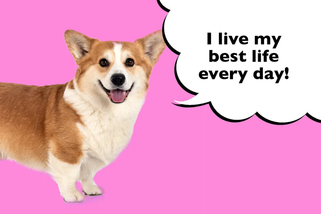Corgi standing on a pink background with a speech bubble that says 'I live my best life every day!'