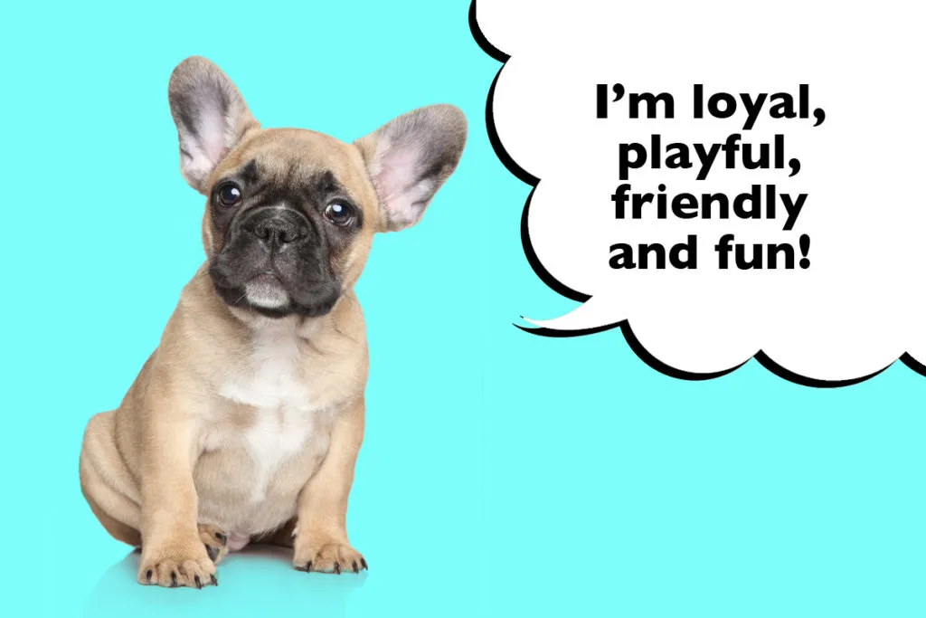 French Bulldog sitting on a cyan blue background with a speech bubble that says 'I'm loyal, playful, friendly and fun!'
