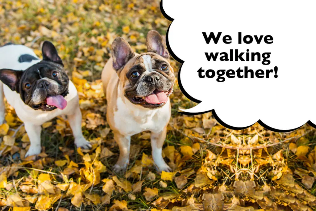 Two French Bulldogs out on a walk together with a speech bubble that says 'We love walking together!'