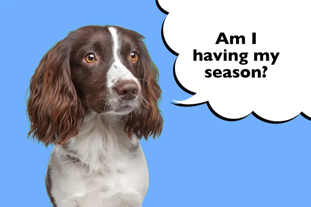 Springer Spaniel on a blue background with a speech bubble that says 'Am I having my season?'