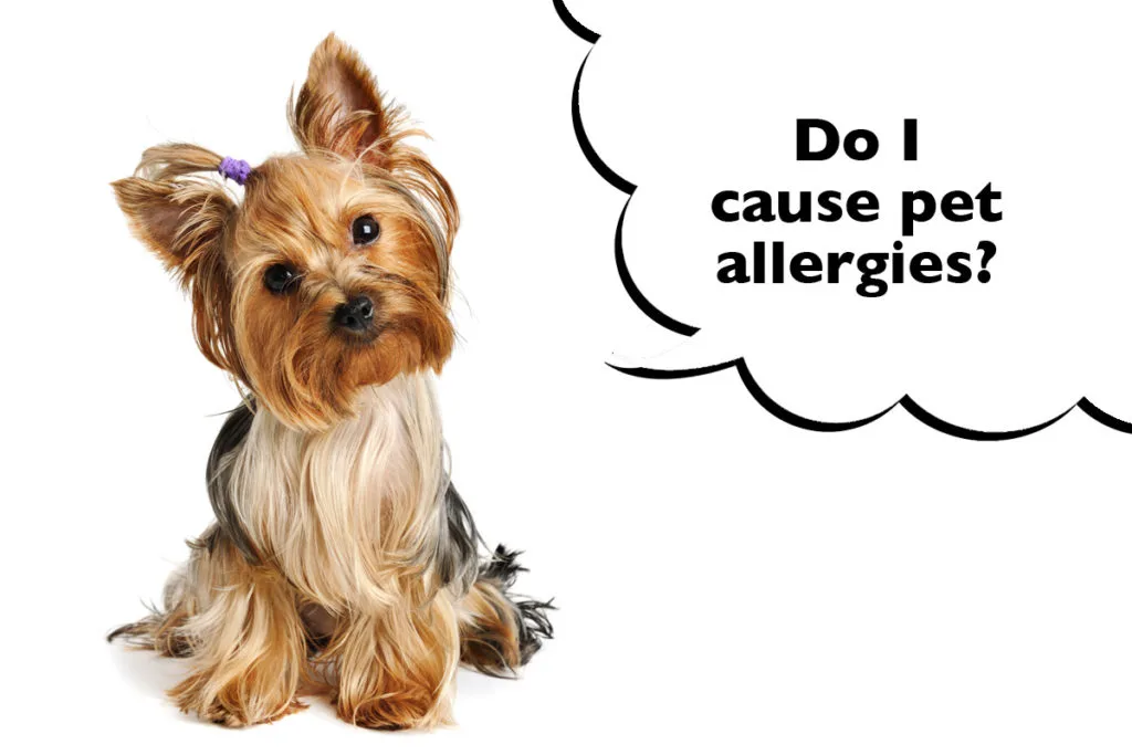 Yorkshire Terrier on a white background with a speech bubble that says 'Do I cause pet allergies?'