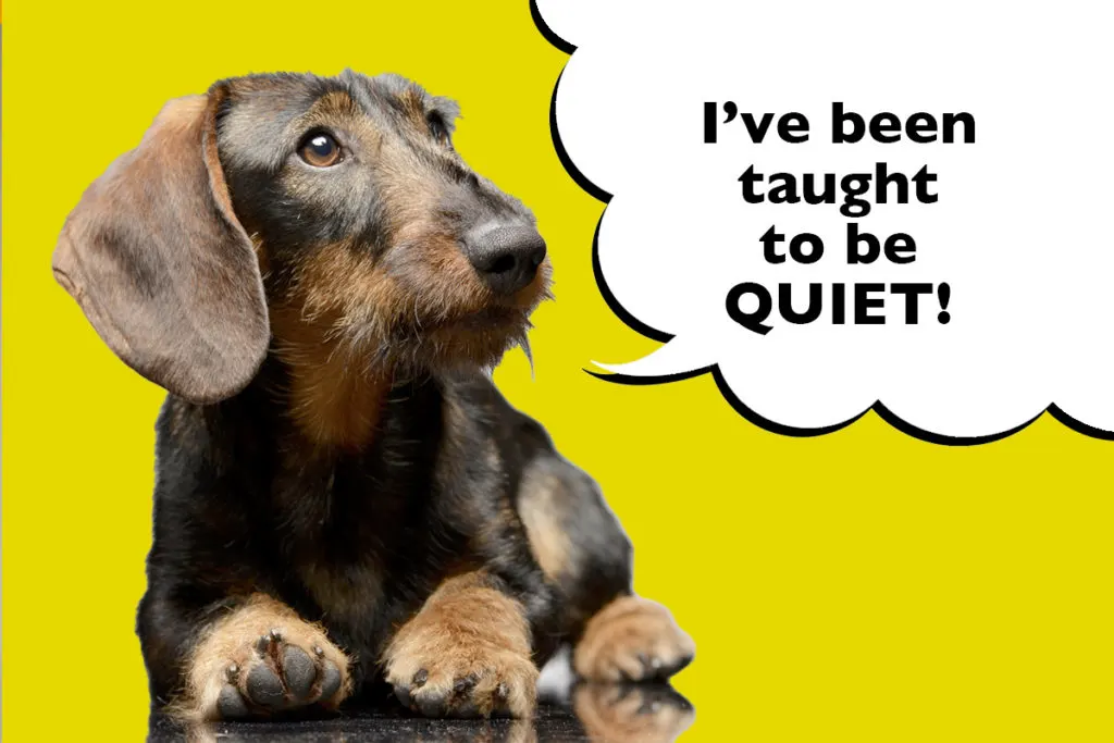 Dachshund on yellow background with speech bubble that says 'I've been taught to be quiet"