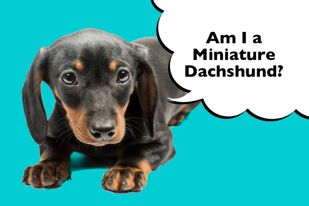 Dachshund puppy laying on a blue background with speech bubble that says 'Am I a Miniature Dachshund?'