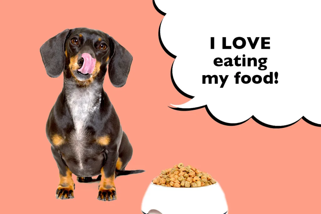 Dachshund licking their lips sat beside their dog bowl full of dog food with a speech bubble that says 'I love eating my food'.