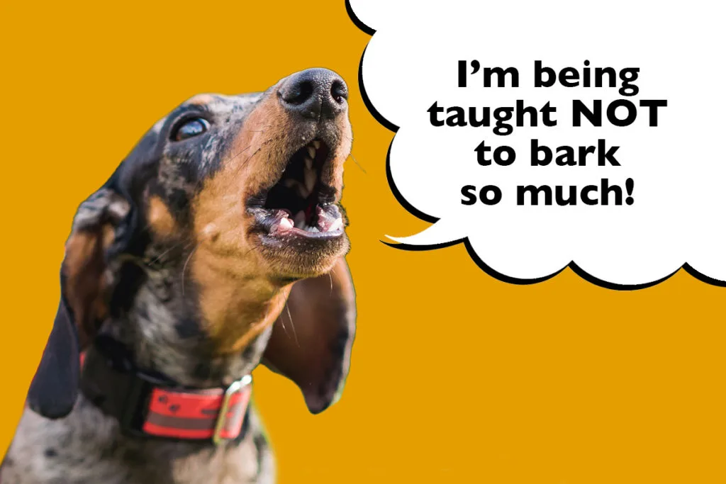 Dachshund barking on orange background with speech bubble that says 'I'm being taught not to bark so much"